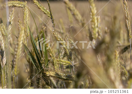An agricultural field where ripening cereal wheat grows 105251361