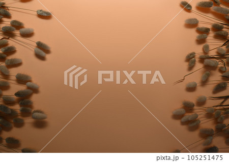 Fluffy bunny tails grass, Lagurus Ovatus flowers on beige background with space for text or product Fluffy bunny tails grass, Lagurus Ovatus flowers on beige background with space for text or product 105251475