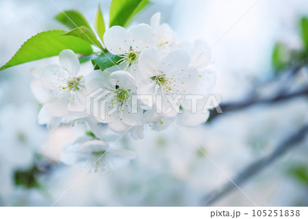 Cherry flowers blossoms Cherry flowers blossoms 105251838