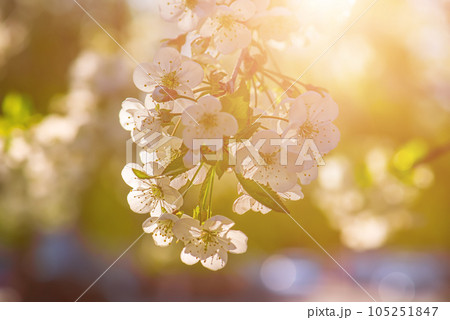 Cherry flowers frame 105251847