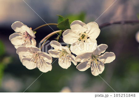 Cherry flowers frame 105251848