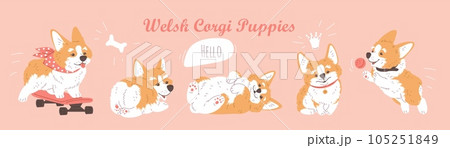 Welsh cartoon Corgi puppy dog in various poses, enjoy ride on skateboard, caressing, playing lovely pets character set 105251849