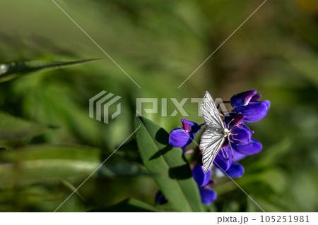 White butterfly on violet lupine flowers in green garden. Copy space 105251981