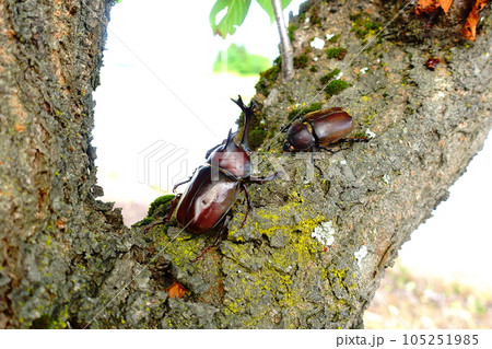 カブトムシ　クワガタムシ　夏休み　子供 105251985