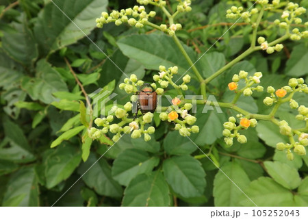 ヤブカラシの上のマメコガネ ヤブカラシの上のマメコガネ 105252043