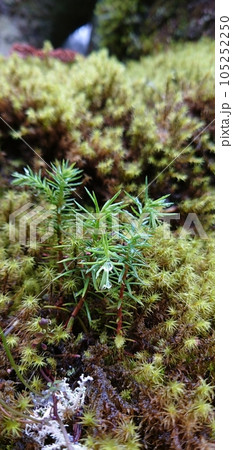 苔の生えた岩 苔の生えた岩 105252250