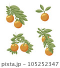 Orange set. Orange twigs on white background. Vector illustration. 105252347
