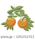 Orange. Orange twig on white background. Vector illustration. 105252351