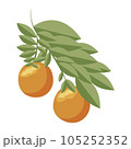 Orange. Orange twig on white background. Vector illustration. 105252352