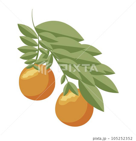 Orange. Orange twig on white background. Vector illustration. 105252352