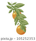 Orange. Orange twig on white background. Vector illustration. 105252353