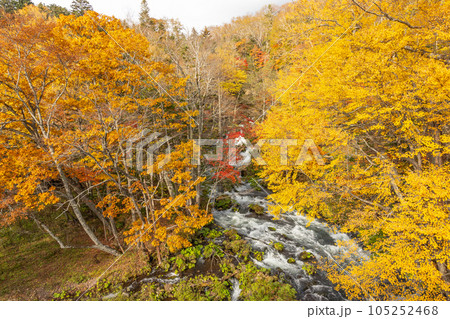 北海道阿寒摩周国立公園の阿寒川の紅葉 北海道阿寒摩周国立公園の阿寒川の紅葉 105252468