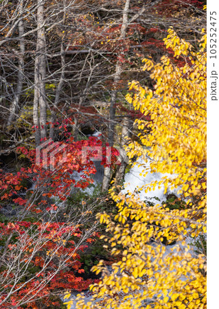 北海道阿寒摩周国立公園の阿寒川の紅葉 北海道阿寒摩周国立公園の阿寒川の紅葉 105252475