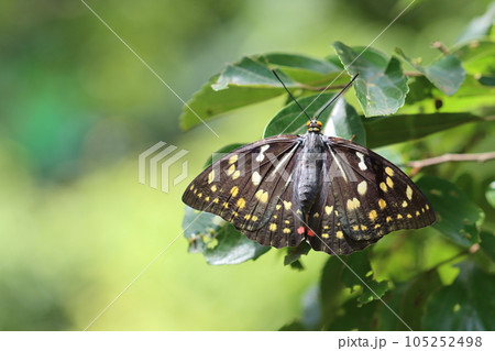 飛び立つ前のオオムラサキ♀ 105252498