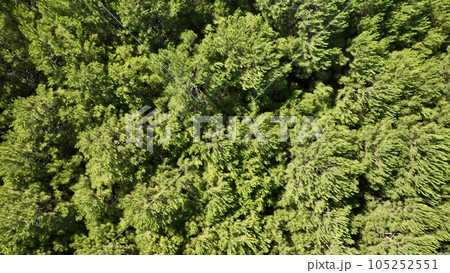 full aerial view of botanical trees full aerial view of botanical trees 105252551