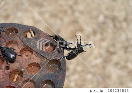 カブトムシの戦い カブトムシの戦い 105252618