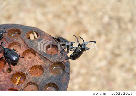 カブトムシの戦い2 カブトムシの戦い2 105252619