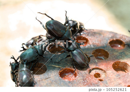 カブトムシの戦い4 カブトムシの戦い4 105252621
