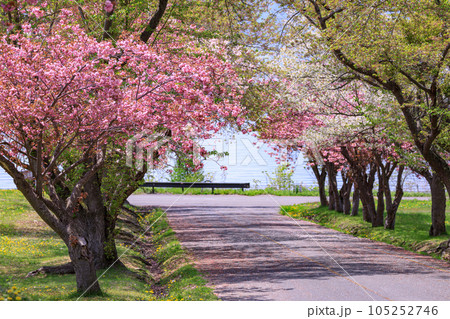 北海道洞爺湖町、烏帽子岩公園で咲き誇る八重桜【5月】 北海道洞爺湖町、烏帽子岩公園で咲き誇る八重桜【5月】 105252746