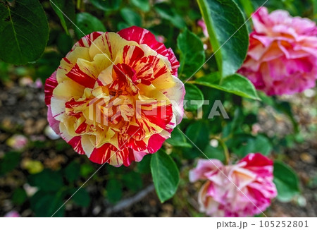 Yellow-pink Beetrose Maurice Utrillo flower Yellow-pink Beetrose Maurice Utrillo flower 105252801