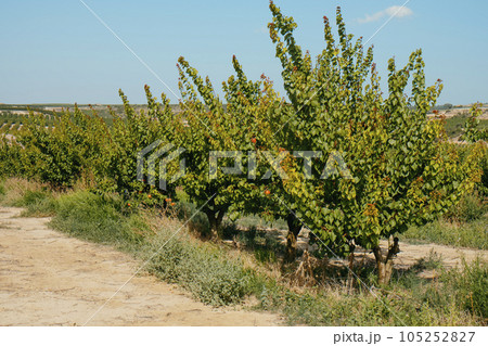 orchard of apricot trees in Seros, Catalonia, Spain 105252827