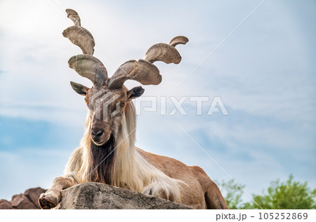 Close-up portrait of Markhor, Capra falconeri, wild goat native to Central Asia, Karakoram and the Himalayas Close-up portrait of Markhor, Capra falconeri, wild goat native to Central Asia, Karakoram and the Himalayas 105252869