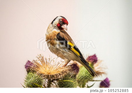 European goldfinch, feeding on the seeds of thistles. Carduelis carduelis. 105252885