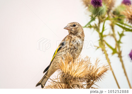 European goldfinch with juvenile plumage, feeding on the seeds of thistles. Carduelis carduelis. 105252888