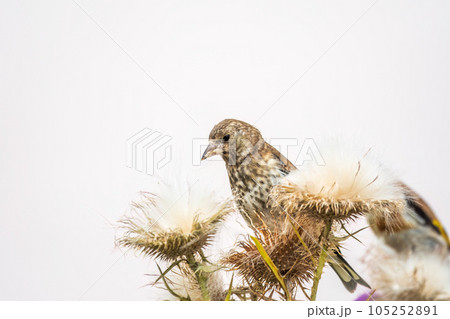 European goldfinch with juvenile plumage, feeding on the seeds of thistles. Carduelis carduelis. European goldfinch with juvenile plumage, feeding on the seeds of thistles. Carduelis carduelis. 105252891