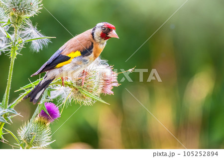 European goldfinch, feeding on the seeds of thistles. Carduelis carduelis. 105252894