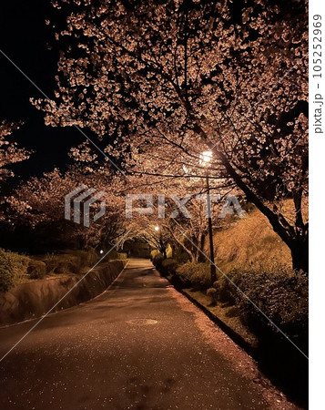 綺麗な夜桜 105252969