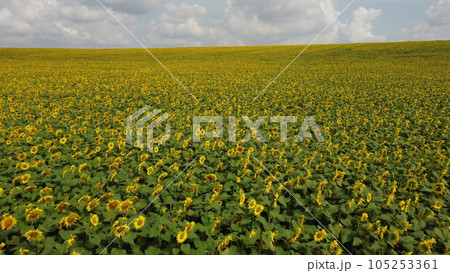 Landscape field of sunflowers,sky, white clouds on a summer day. Sunflower crop harvest. Many flowers of blooming sunflowers in a large field of sunflowers. Hill skyline. Aerial drone view. 105253361