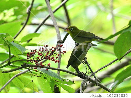 メジロ幼鳥への給餌 105253836