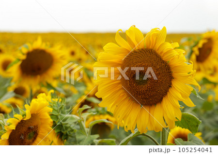Yellow sunflower flower on the background of the plantation. 105254041