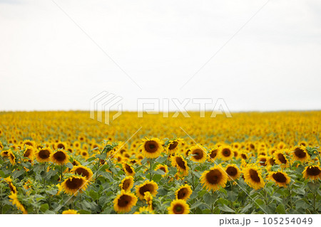 Sunflower in full bloom, vibrant yellow, in a field, space for text. Sunflower in full bloom, vibrant yellow, in a field, space for text. 105254049