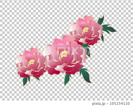 美麗的牡丹花，粉紅色漸變 105254110