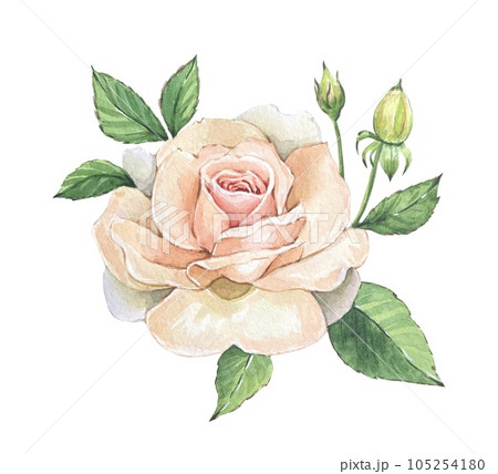 Delicate watercolor white roses and leaves on a white background 105254180