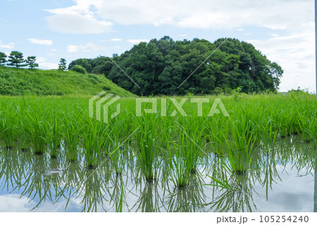 夏の水田、風に揺れる稲、農業 105254240