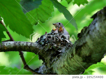 コサメビタキの子育て 105254400