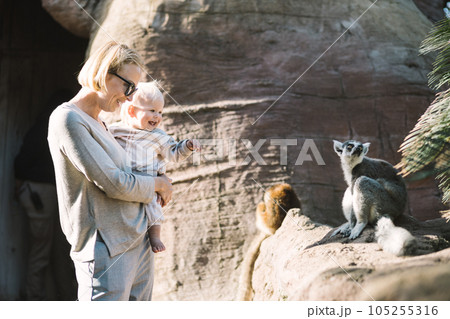 Caucasian blonde mother holding her infant baby boy child in her lap watching ring-tailed lemur in zoo. Happy family having fun with animals in safari park on warm spring day 105255316