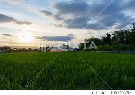 夕暮れの田んぼ、夏、農業、トンボが飛び交う 夕暮れの田んぼ、夏、農業、トンボが飛び交う 105255798
