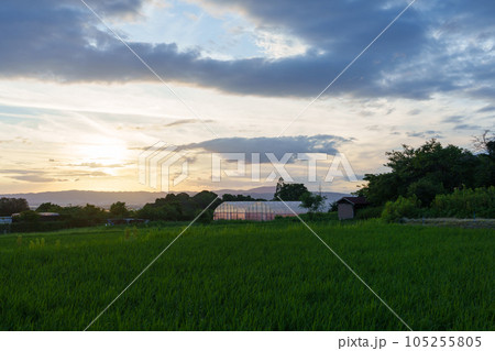 夕暮れの田んぼ、夏、農業、トンボが飛び交う 105255805