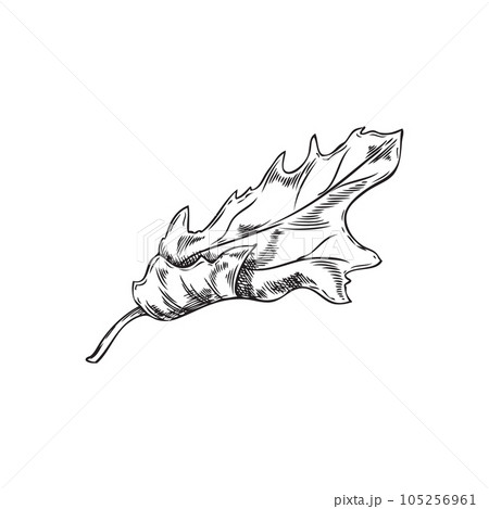 Monochrome leaf of quinoa plant, hand drawn sketch vector illustration isolated on white background. 105256961