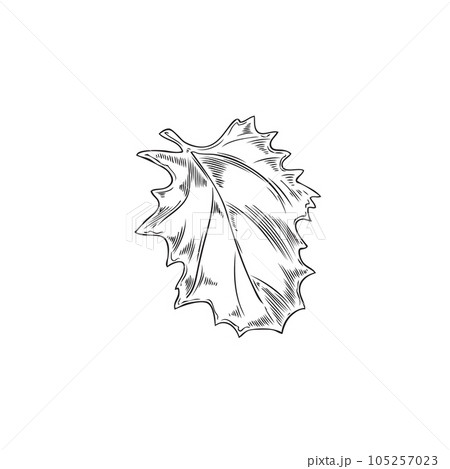 Hand drawn leaf of quinoa plant, monochrome sketch vector illustration isolated on white background. 105257023
