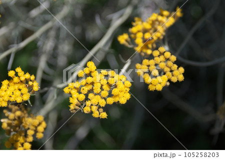 カレープラント 105258203