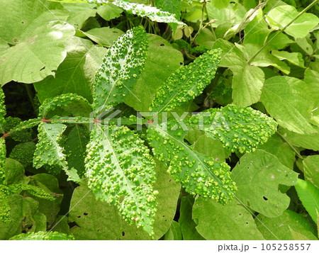 ヌルデの葉に発生したイボ状の虫えい ヌルデの葉に発生したイボ状の虫えい 105258557