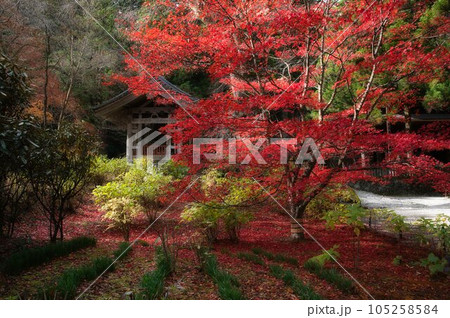 駒ヶ根光前寺の紅葉 駒ヶ根光前寺の紅葉 105258584