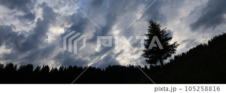 Outlines of a pine and moody sky. 105258816