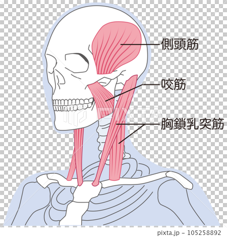 頸部和下頜肌肉結構 胸鎖乳突肌 105258892