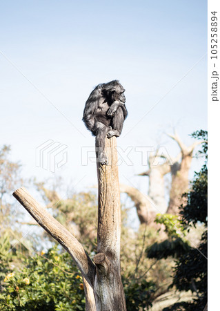 Chimpanzee sitting on the top of tree trunk in thoughtful humal like pose observing the world around him. Chimpanzee sitting on the top of tree trunk in thoughtful humal like pose observing the world around him. 105258894